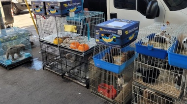 Operativo Judicial en Feria de Pompeya: vendían animales y fármacos veterinarios ilegalmente