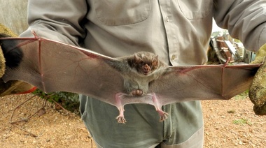 Confirman caso de rabia paresiante en San Vicente