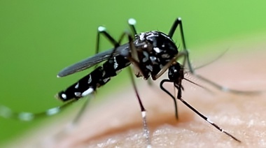 Dengue: Alerta de la OPS por la circulación del serotipo DENV-3 en las Américas