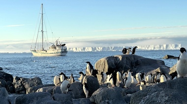 Confirman que la influenza aviar de alta patogenicidad se expande por la Antártida