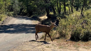 El huemul vuelve a estar presente en el Parque Nacional Lanín luego de 30 años de ausencia