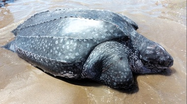 Preocupación por la aparición de siete tortugas marinas muertas en las playas bonaerenses