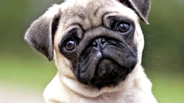 Analizan las causas de mortalidad temprana de los perros pugs