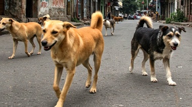Abordaje a la problemática de los perros en situación de calle