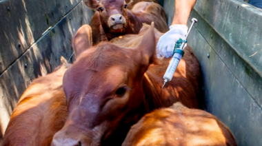Comienza la primera campaña anual de vacunación contra la fiebre aftosa del 2025