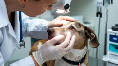10 características que los clientes valoran de un servicio veterinario