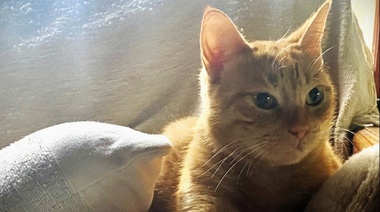 Los gatos escalan en las preferencias de los millennials y centennials