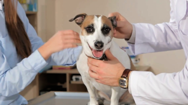 Cómo el vínculo entre cliente y veterinario se relaciona con la salud y bienestar del paciente