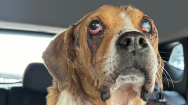 El Congreso colombiano aprobó por unanimidad la "Ley Ángel" sobre protección animal