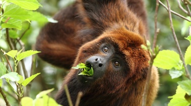 Buscan restaurar la población de monos aulladores rojos en la provincia de Misiones