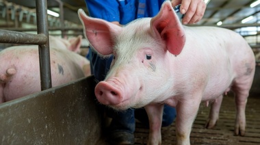 Autorizan la comercialización de una nueva vacuna contra dos enfermedades graves en cerdos