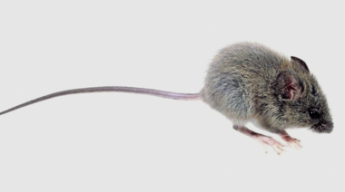 Hantavirus: fallece una mujer en Bariloche por la enfermedad y otras personas están en observación