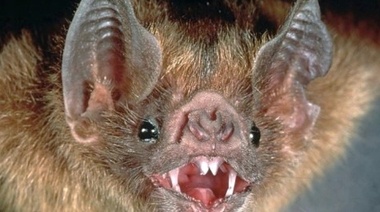 Nuevos casos de rabia paresiante en Misiones y Entre Ríos