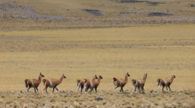 La provincia de Mendoza recibió la donación de tierras para proteger al guanaco y otras especies