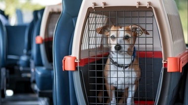 Perros y gatos podrán viajar con sus tutores en los colectivos urbanos de Santa Fe