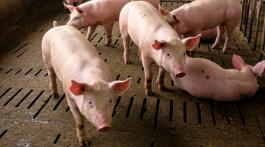 El INTA emitió una alerta acerca de la enfermedad de Aujeszky