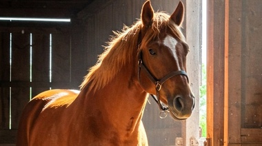 Aplican medidas de contención sanitarias ante un caso de anemia infecciosa equina en San Luis