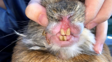 Enfermedades dentales en conejos: signos clínicos, diagnóstico y tratamiento