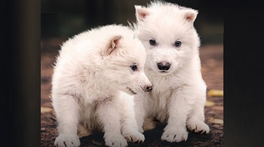 Afirman haber revivido una especie de lobo que estaba extinta desde hace más de 10.000 años