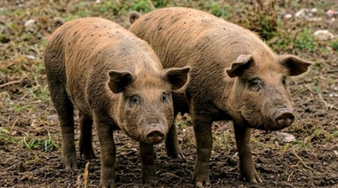 Detectan alta prevalencia de parásitos gastrointestinales en cerdos de zonas rurales de Corrientes