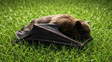 Confirman rabia en un murciélago en pleno centro de Luján