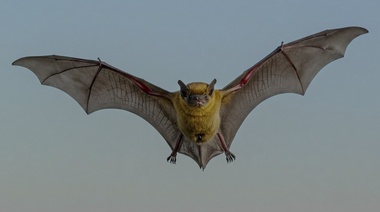 Murciélago con rabia muerde a una persona en Potrerillos