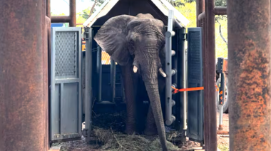 Pupy ya está en el Santuario de Elefantes de Brasil