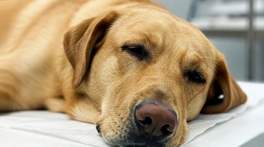Actualizan y amplían las pautas de monitoreo de anestesia en pequeños animales