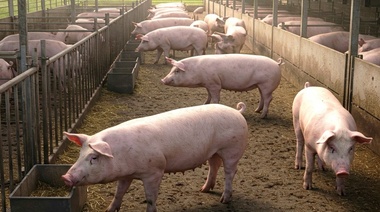 Brucelosis porcina: nueva estrategia para prevenir la enfermedad de fuerte impacto en salud pública