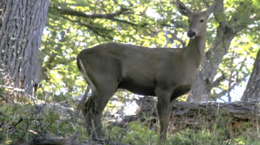 Firman una declaración para fortalecer la conservación del huemul en la Patagonia