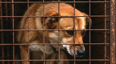 Día del Animal: ¿Por qué se celebra en Argentina?