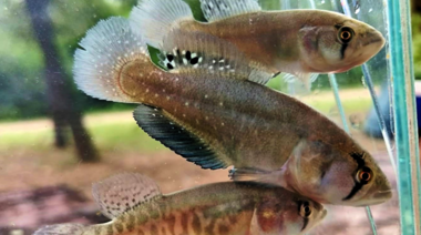 Descubren una nueva especie de pez killi gigante