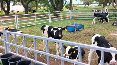 El INTA Rafaela desarrolla y evalúa sistemas de crianza colectiva