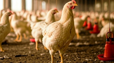 Precaución en establecimientos avícolas de Argentina por brote de influenza aviar en el sur de Brasil