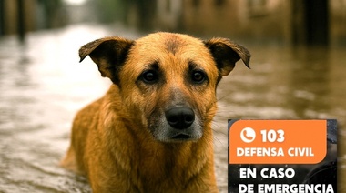 Animales de compañía, una población vulnerable en las inundaciones