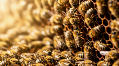 La importancia de la sanidad y los cuidados preventivos en los apiarios