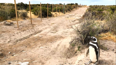 Confirman la sentencia condenatoria para el autor de la masacre de pingüinos en Punta Tombo