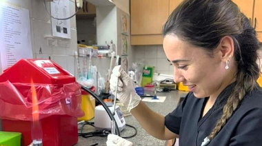 Estudiarán la resistencia a antibióticos en cepas de Escherichia coli de origen animal