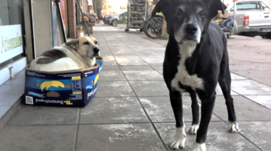 Miles de perros sin raza o mestizos esperan una segunda oportunidad