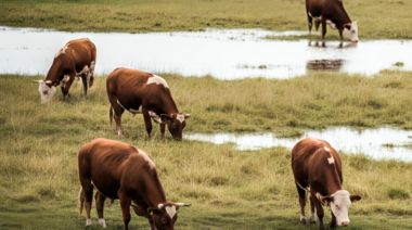 Pautas para el manejo del ganado en campos con exceso hídrico