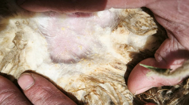 Sarna ovina: medidas para fortalecer la prevención y detección de la enfermedad