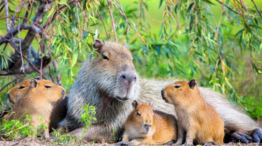 El rol clave de los carpinchos en los ecosistemas de sabanas de Corrientes