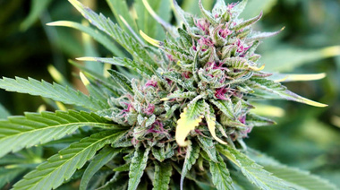 Buscan conocer los efectos citotóxicos de Cannabis Sativa sobre el sistema nervioso en animales domésticos