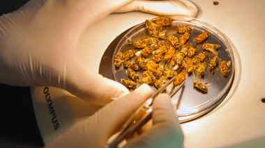 INTA: logran secuenciar el genoma completo del virus de las alas deformadas en abejas