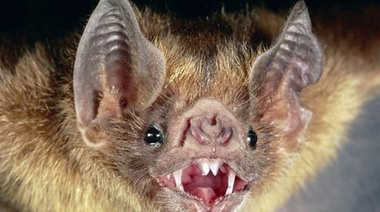 La Pampa: tras el hallazgo de un murciélago con rabia se implementó un bloqueo sanitario