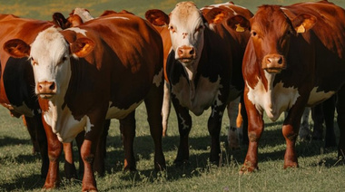 Pautas para el control de los parásitos internos en los rodeos