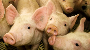 Recomendaciones del Senasa para garantizar la sanidad en la producción porcina