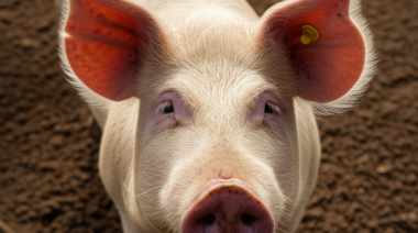 La OMSA pide utilizar vacunas contra la peste porcina africana de alta calidad