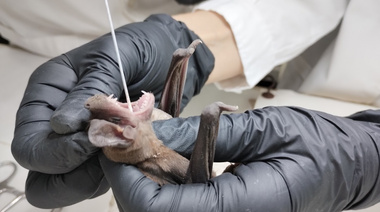 Detectan en Corrientes coronavirus en murciélagos con técnica de biología molecular