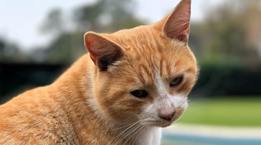 Destacan la importancia de un diagnóstico más temprano en gatos con diabetes